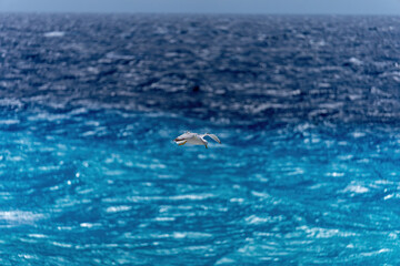 Seagull flying over Mediterranean Sea.