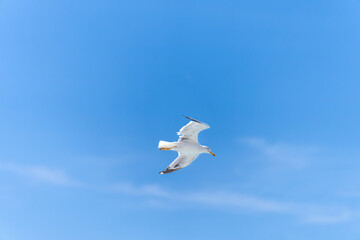 Fototapeta na wymiar Seagull flying under a blue sky.