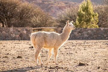 white llama standing at he the sun © Margarita