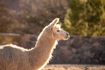 white llama enjoying the sun © Margarita