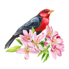 beautiful apple flowers and bright bird on branch, isolated white background, watercolor botanical painting illustration