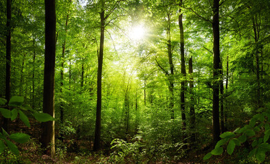 Lush green forest with the sun beautifully shining through the beech trees