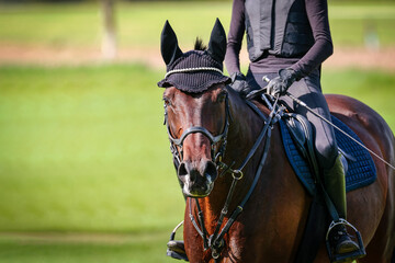 Horse, head portraits from the front with rider during cross-country training of Horse, head...