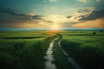 Fototapeta na wymiar Field at sunset in the countryside