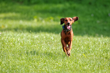 Short-haired Hungarian pointer runs towards the camera across a meadow..
