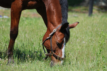 Horse with a Halter Grazing in a Pasture