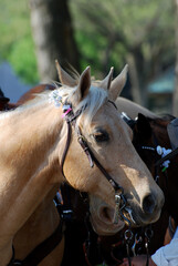 Obraz premium Sweet Palomino Pony with Tack at a Show
