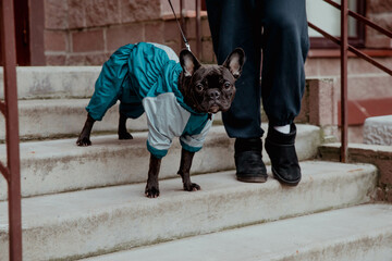 Black French Bulldog in clothes in winter
