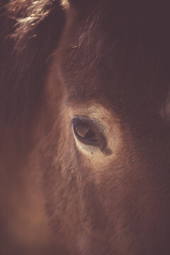 close up of a horses brown eye