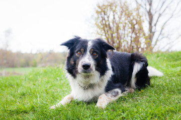 border collie dog laying down on green grass looking into camera