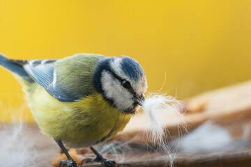 Blue tit collects hair for nesting in front of yellow background