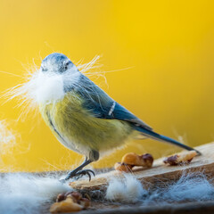 Blue tit collects hair for nesting in front of yellow background