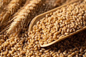 harvest of wheat grains and Wheat ears  background