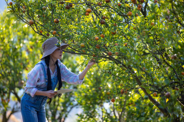 Worker plantation checking quality tangerines before harvest. Worker harvesting product oranges. Worker picking oranges from orange tree. Oranges and green leaves on plants that grow in the garden.