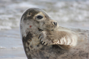 seal on the beach