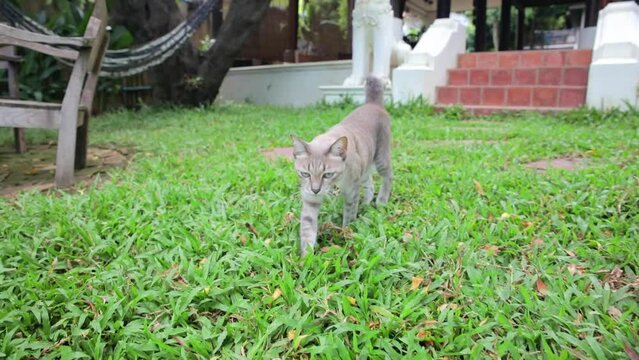 Cat Walking Slowly on the Garden Grass Outside in Thailand. Close Up Follow Shot.