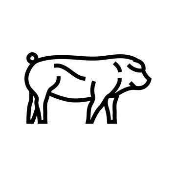 duroc pig breed line icon vector. duroc pig breed sign. isolated contour symbol black illustration