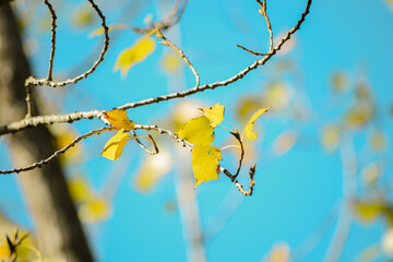 Autumn yellow leaves on birch branches Against the background of a blue sky and blurry yellow leaf spots out of focus