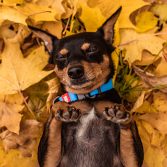 Black dogof the miniature pinscher breed in autumn in orange foliage