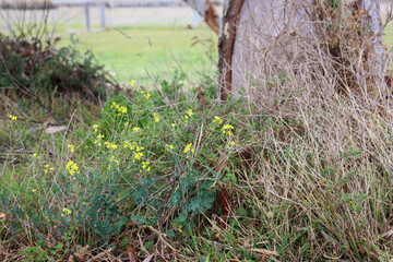 wildflowers and grasses at base of eucalyptus tree in australian landscape
