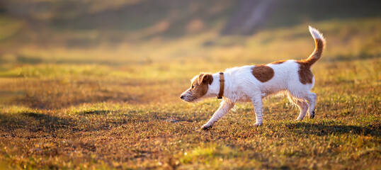 Jack russell terrier puppy as walking and smelling in the sunrise grass in autumn. Dog hike or travel banner.