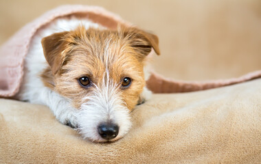 Face of furry thinking dog with blanket after bath, shower. Pet care, grooming banner.