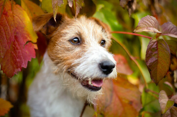 Happy funny dog smiling in the autumn red leaves. Fall background.