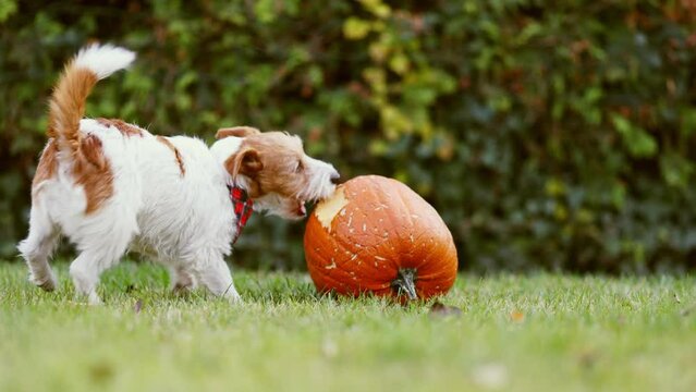 Funny playful pet dog puppy running, chewing and playing with a pumpkin in autumn. Halloween, fall or happy thanksgiving fun.