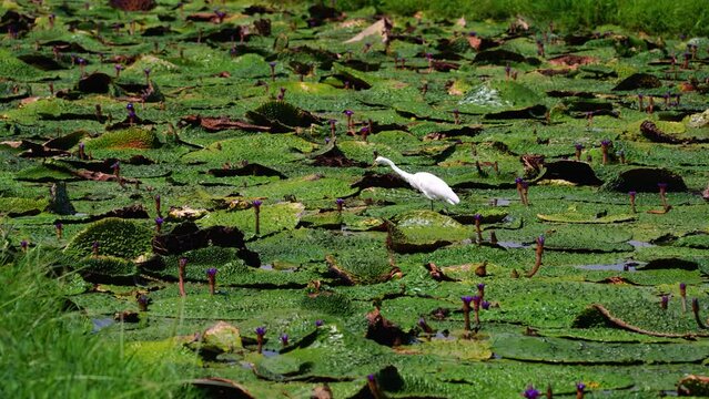 オニバスの葉の上で獲物を捕まえるシラサギ