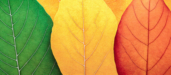Obraz premium autumn foliage background. lot of colorful leaves in style of vivid tones. Generative AI