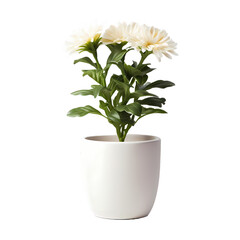 Decorative green house plant in white pot 