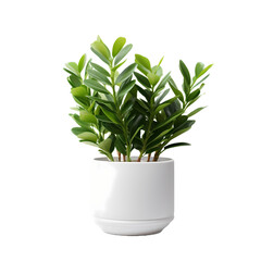 Decorative green house plant in white pot 