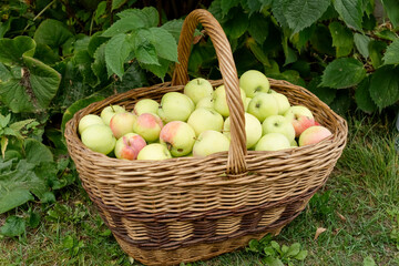Large basket with fresh apples, autumn orchard harvest
