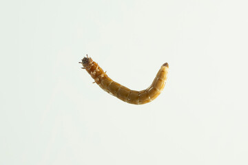 larve perspektive wurm