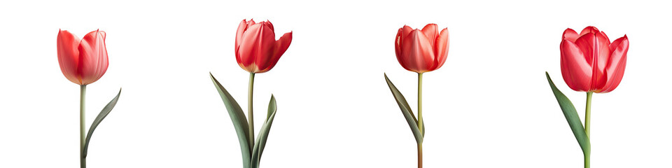 A solitary red tulip against a transparent background