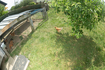 huhn gefl&uuml;gel tier