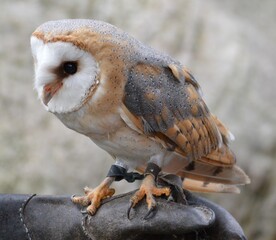barn owl portrait