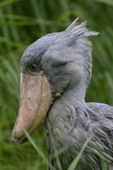 portrait of a shoebill