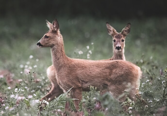 Two roe deer (Capreolus capreolus) in the field © AnastasiiaAkh