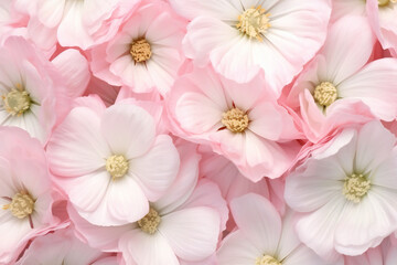 Naklejka na ściany i meble Vibrant Pink Flower Blooming in Nature's Serene Beauty.