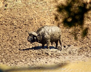 mud bath - cape buffalo 