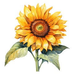 Watercolor Sunflower Clipart Illustration