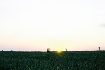 Sunset light shine over green field with blue sky