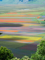 The flowering of Castelluccio di Norcia - La Fioritura di Castelluccio di Norcia