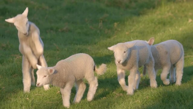 Cute playful spring lambs jumping in a field