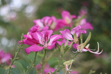 pink flower