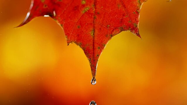 Super slow motion of falling water drops from autumn maple leaves, macro. Filmed on high speed cinema camera, 1000 fps.