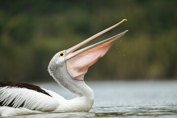pelican close up on a river in australia
