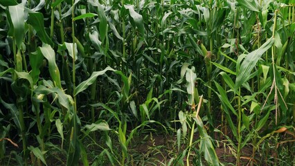 Ripe corn near the field