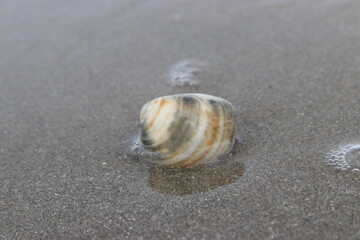shell on the beach